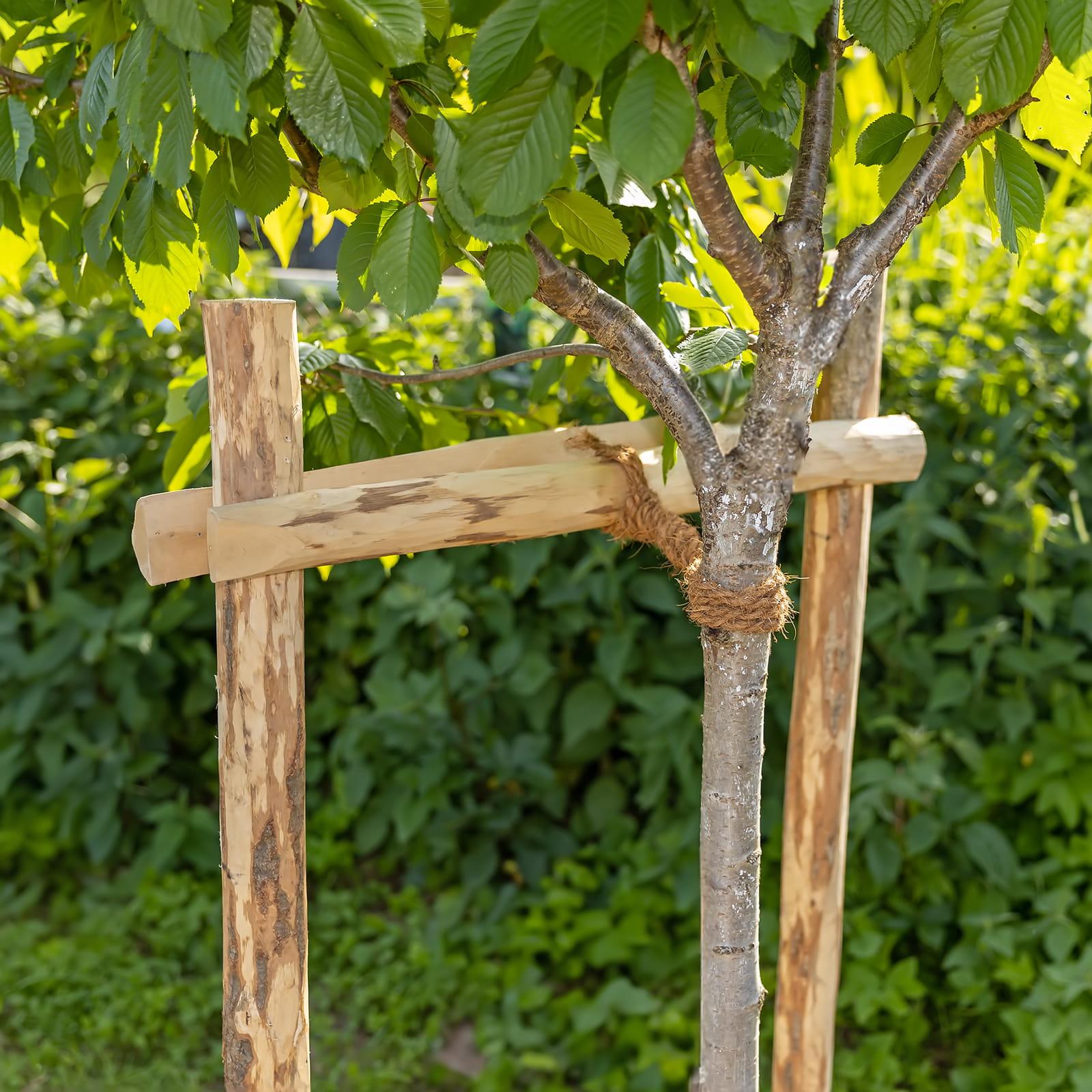 Baum Rankhilfe