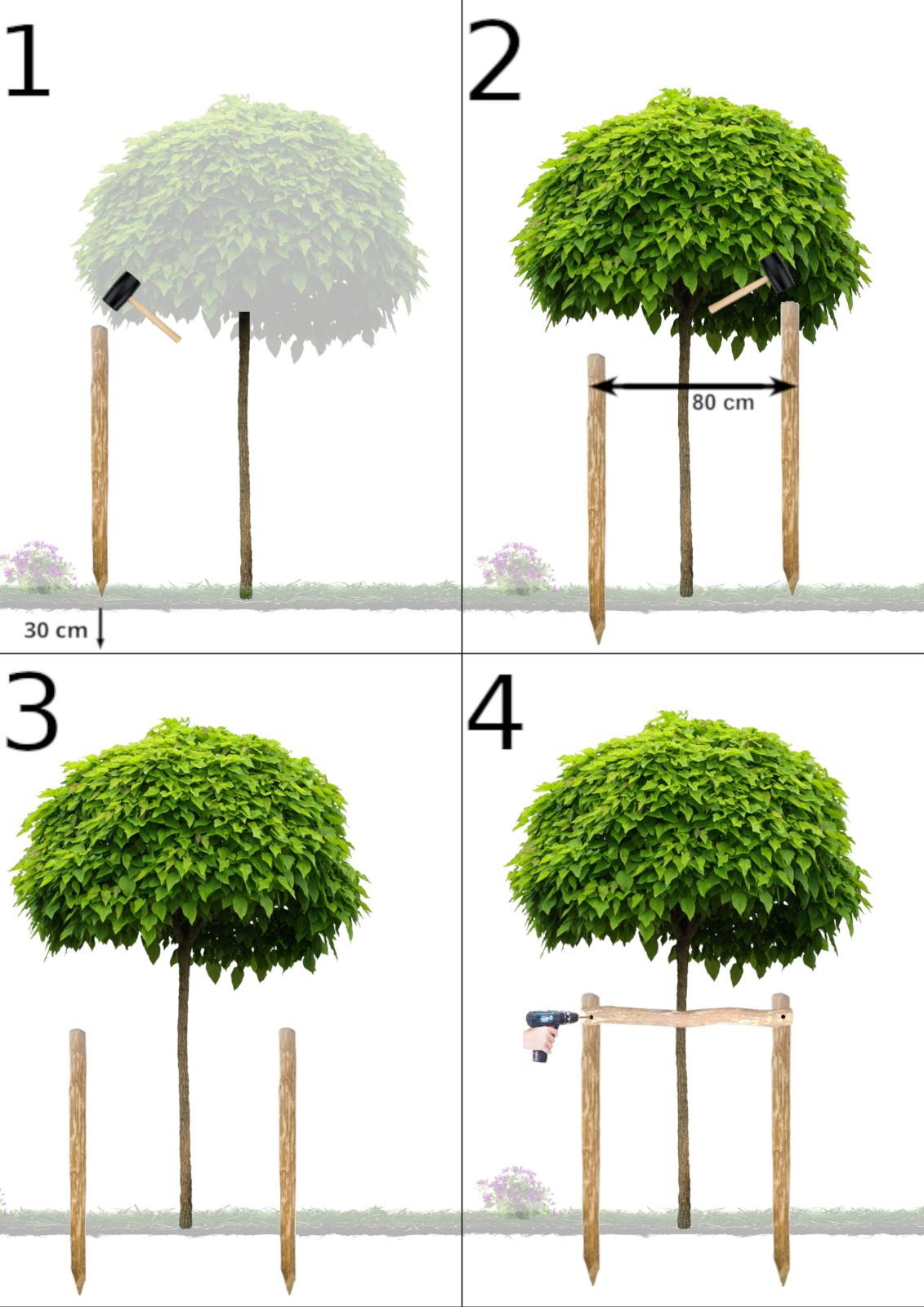 Baum Rankhilfe