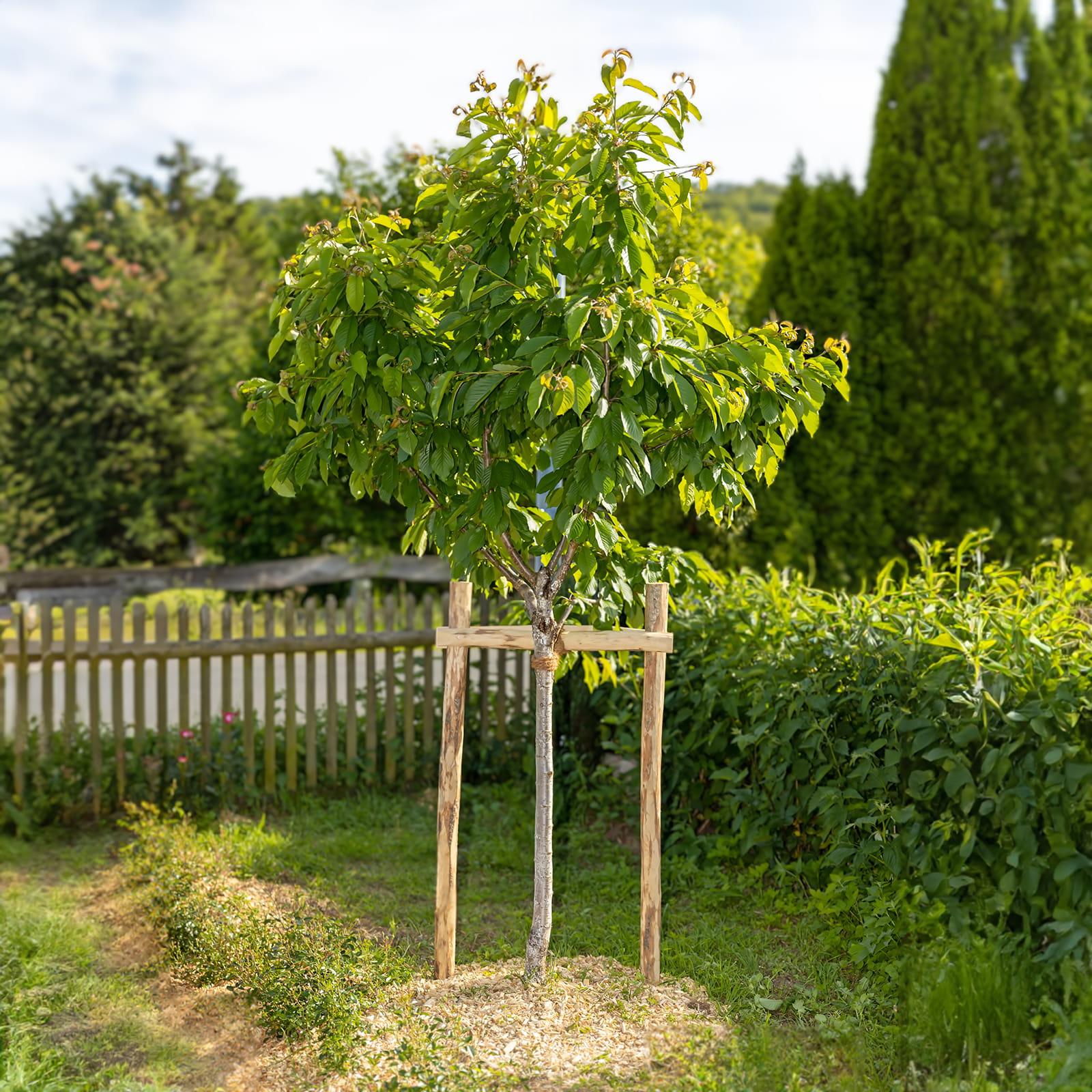 Baum Rankhilfe