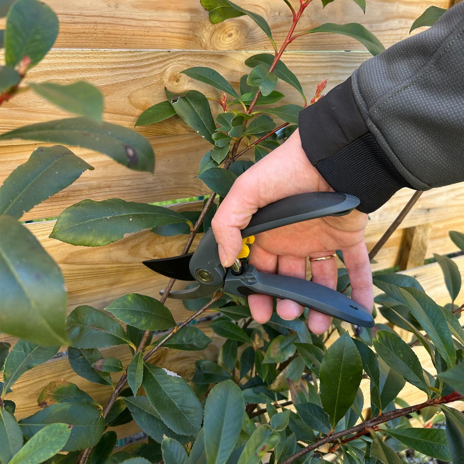 Gartenschere - Auswahl: 3er Set