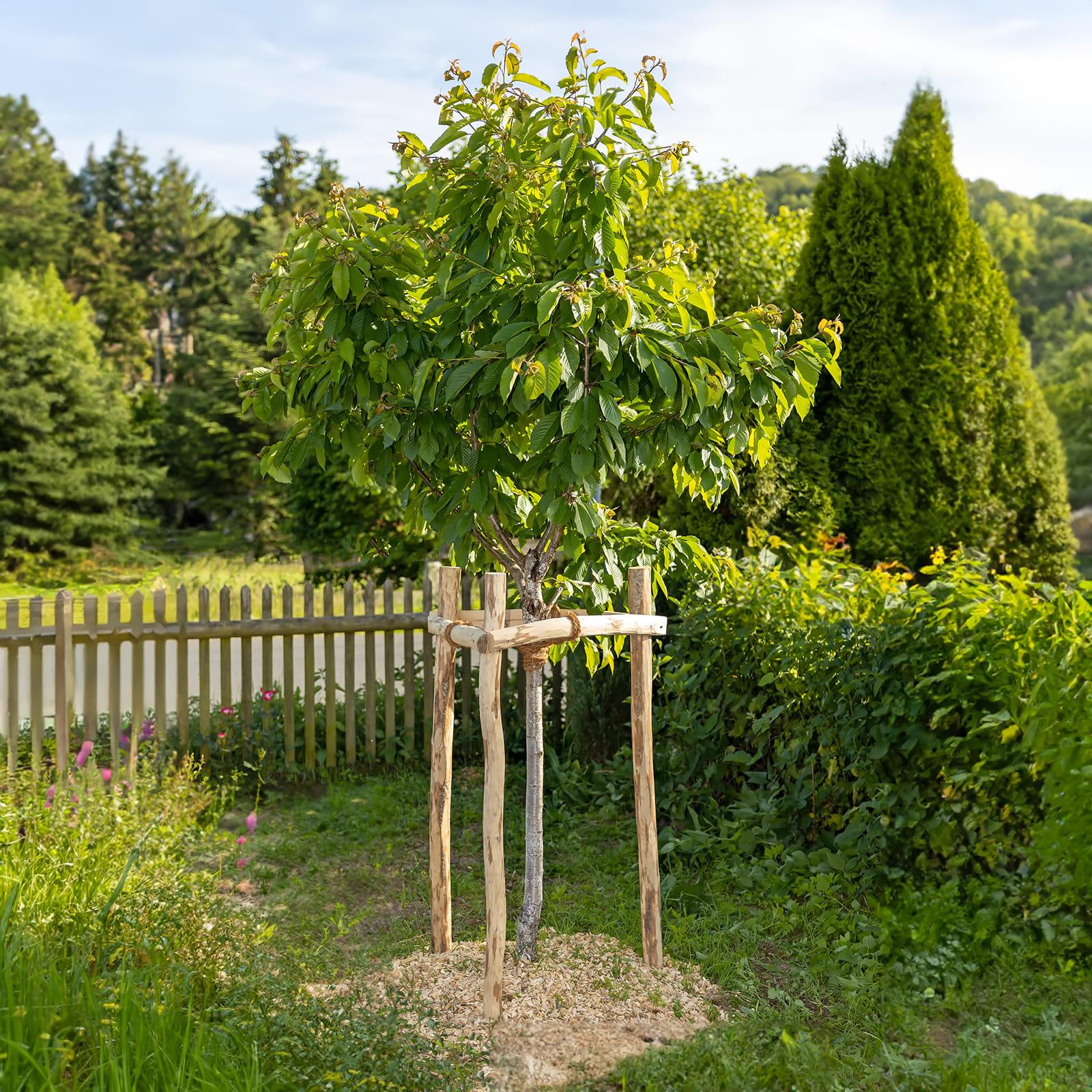 Baum Rankhilfe