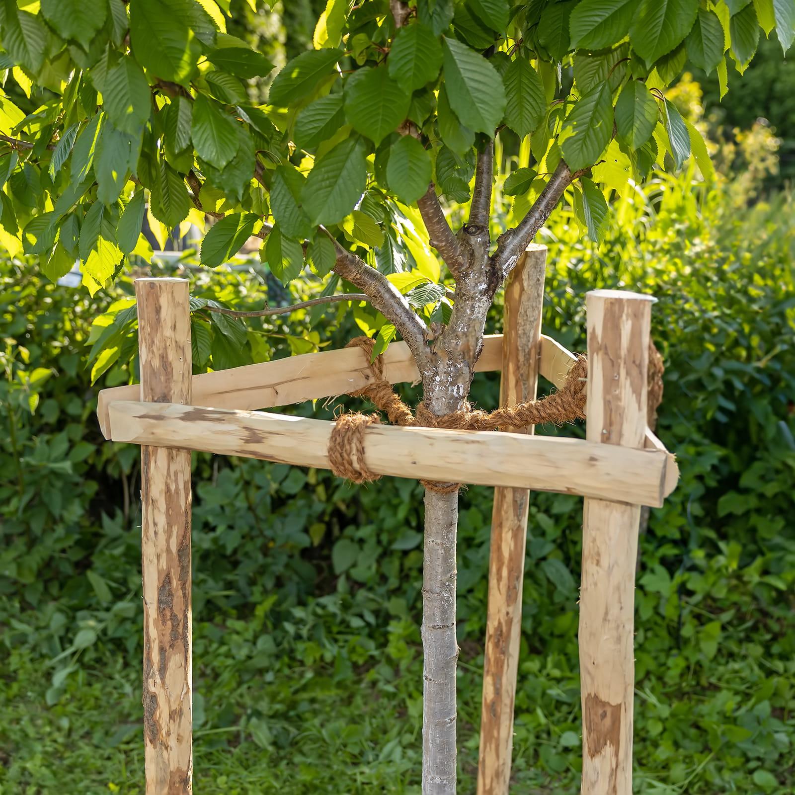 Baum Rankhilfe